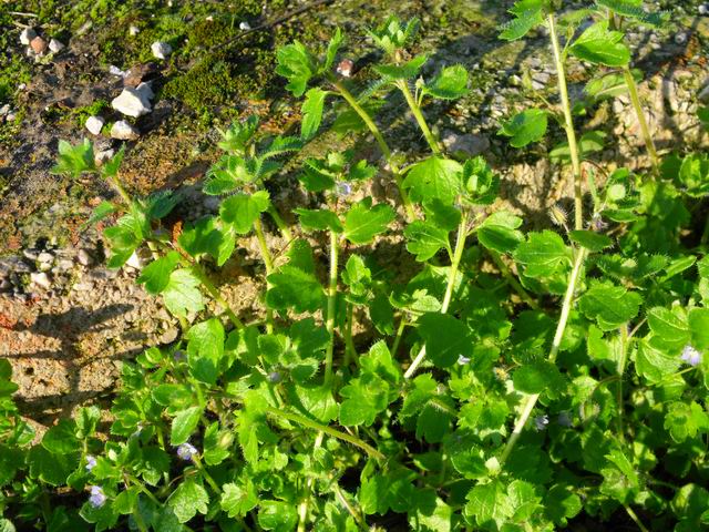 Veronica sp.